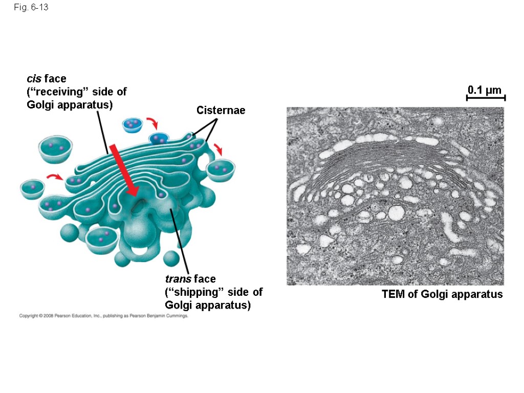 Fig. 6-13 cis face (“receiving” side of Golgi apparatus) Cisternae trans face (“shipping” side